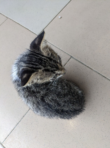 Kittens for sale