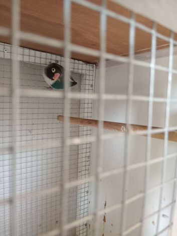 Lovebird