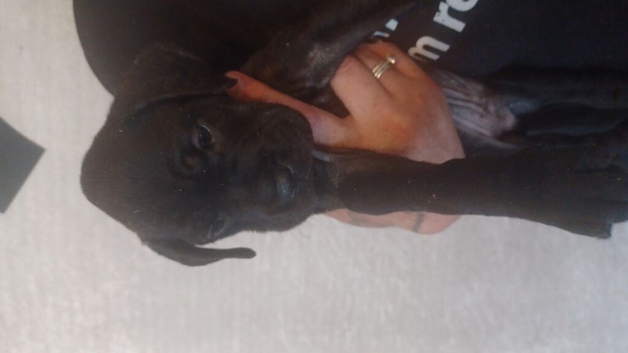 7 week od puppy