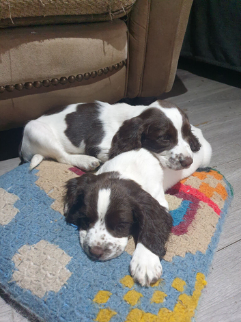 2 boy kc reg left  ready  to leave now