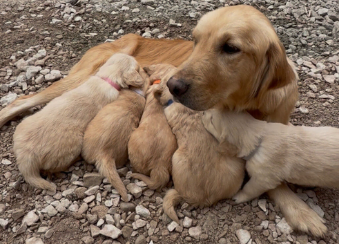 Pedigree Golden Retriever Puppies Health Tested