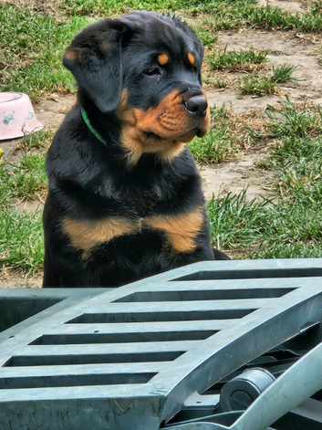 Chunky playful puppies ready now vet check clear