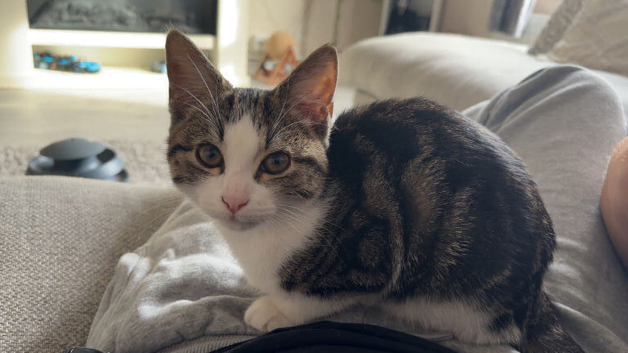 Mabel is looking for a forever home.