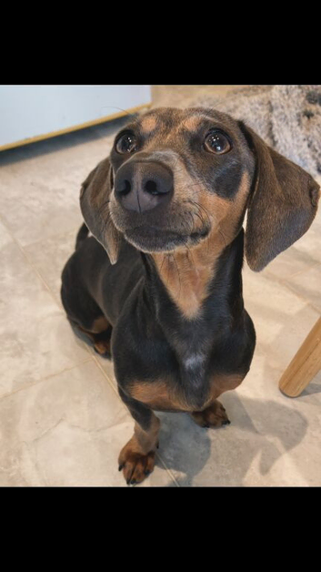 Blue and tan mini dachshund