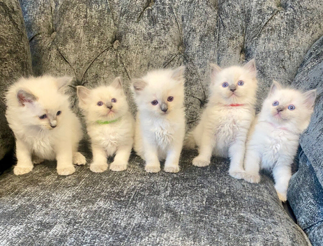 Ragdoll kittens