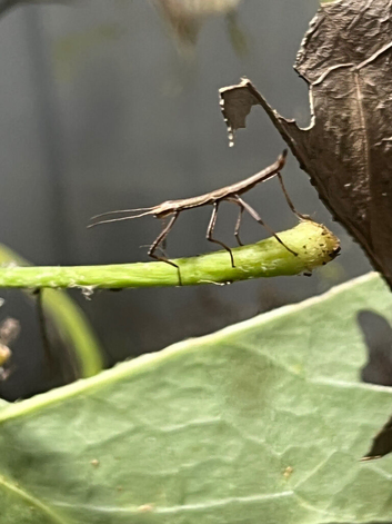 Indian stick insect varying sizes and ages