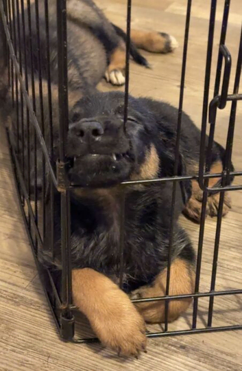 Puppies German Shepherd x Saluko x Dutch Harder
