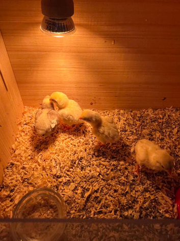 ko shamo chicks for sale