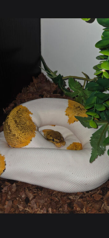Orange dream pie ball python and setup
