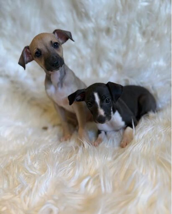 Exceptional KC Registered Italian Greyhound Puppies