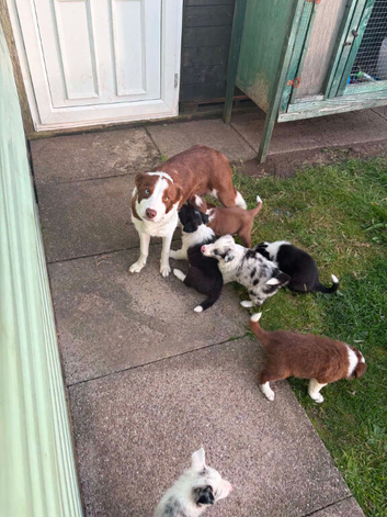 Excellent Border Collie Puppies