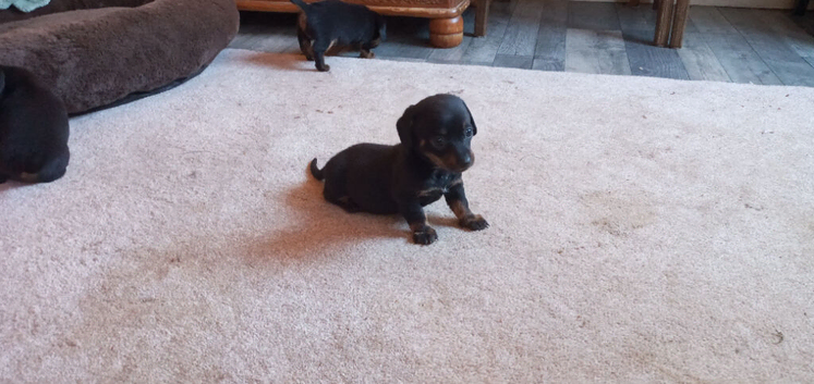 Chiweenie puppies ready soon