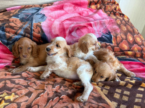 Cocker spaniel puppies