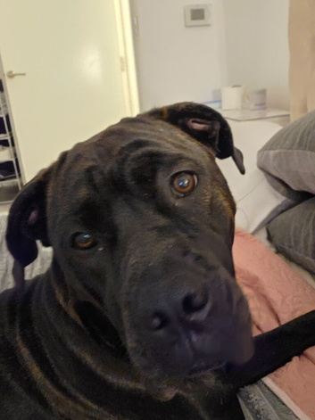 Cane corso cross