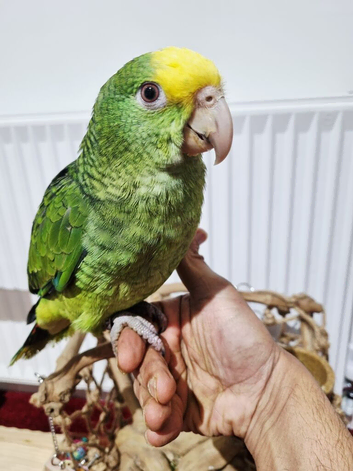 Beautiful baby double yellow headed amazon