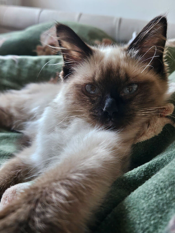 Beautiful ragdoll girl