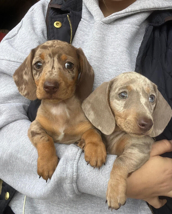 Beautiful miniature dachshund dogs