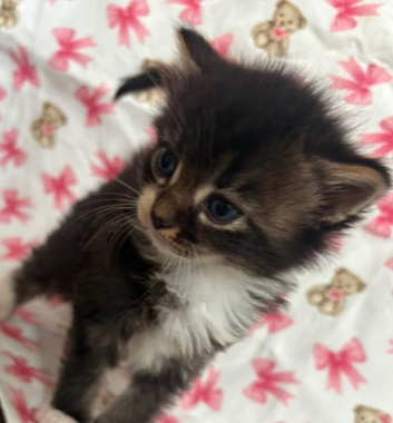 British shorthair cross with manecoon