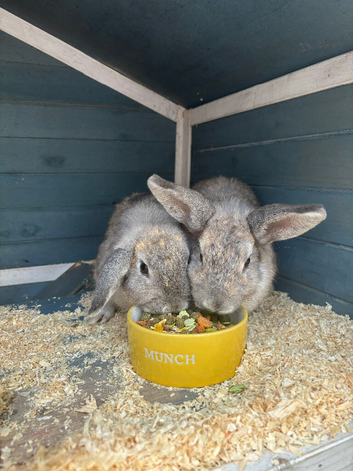 2 rabbits