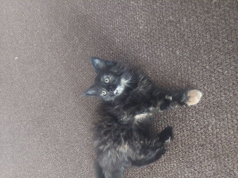 Kitten
