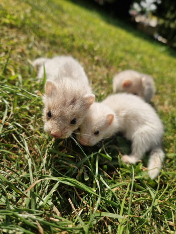 True micro ferrets