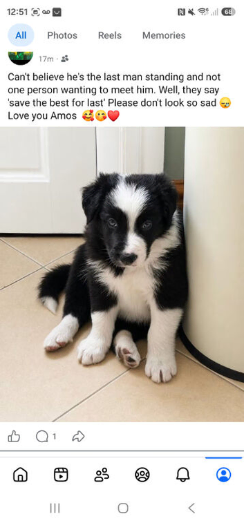 Stunning Border Collie Puppies