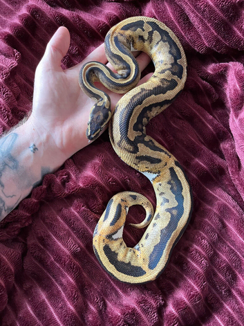 Female orange dream pied royal python