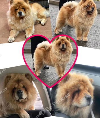 Chow chow female