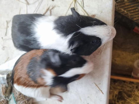 Baby guinea pigs
