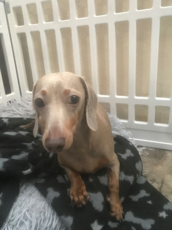 Isabella miniature dachshund