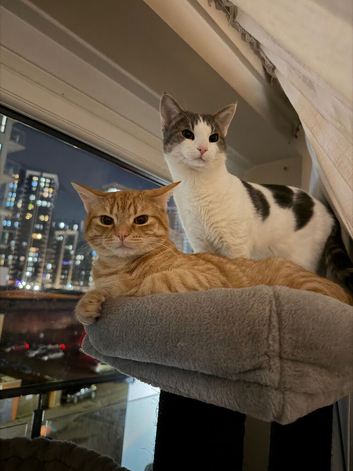 Cat sitter