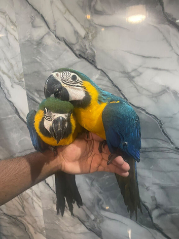 Hand-Rearing Baby Friendly Super Tame Cuddly Macaw Parrot,14