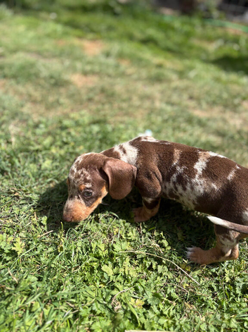 Miniature dachshund puppies