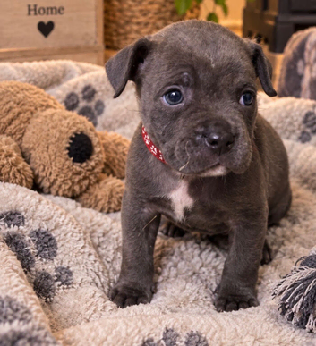 8 blue bundles of joy