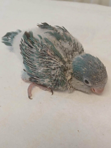 Mauve / Blue Quaker babies