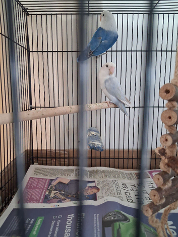 Lovebirds
