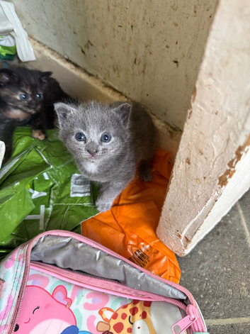 3 kittens for sale