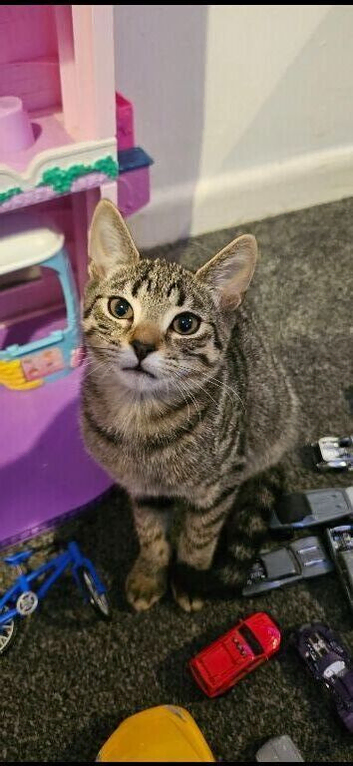 Kittens for sale 16 weeks 3 days old