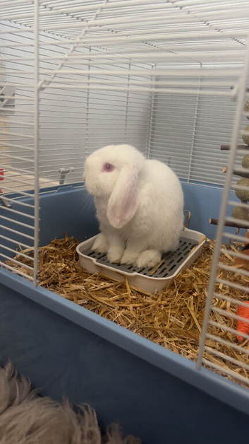 Mini lop bunny