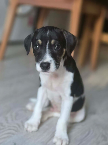 10 week old jack russell puppy