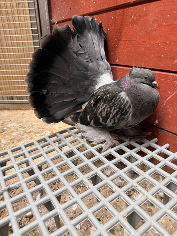 Indian Fantails