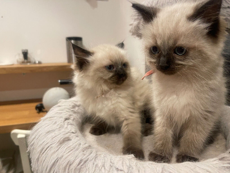 Pure Ragdoll kittens stunning 2 left