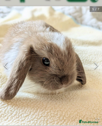 1 year old female rabbit for sale