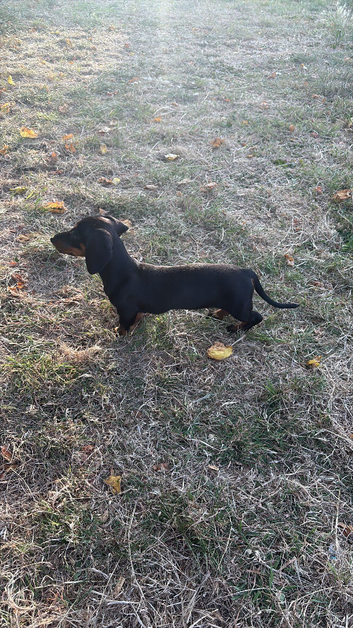 Bella
