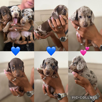 Mini dachshund