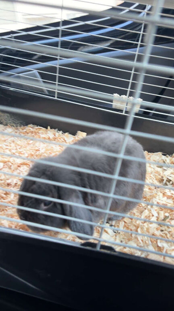 dwarf mini lop