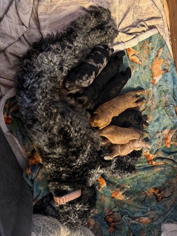 Cockerpoo puppies