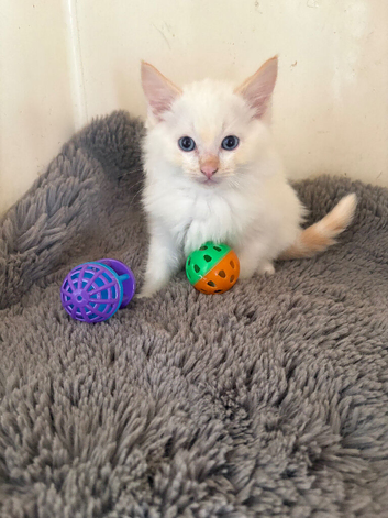 Ragdoll kittens