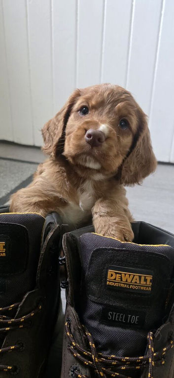 Kc reg cocker spaniel