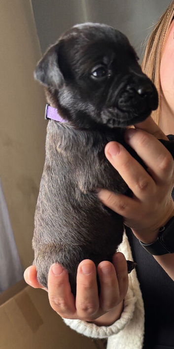Mastador puppies